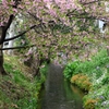 用水路・3月15日河津桜開花状況