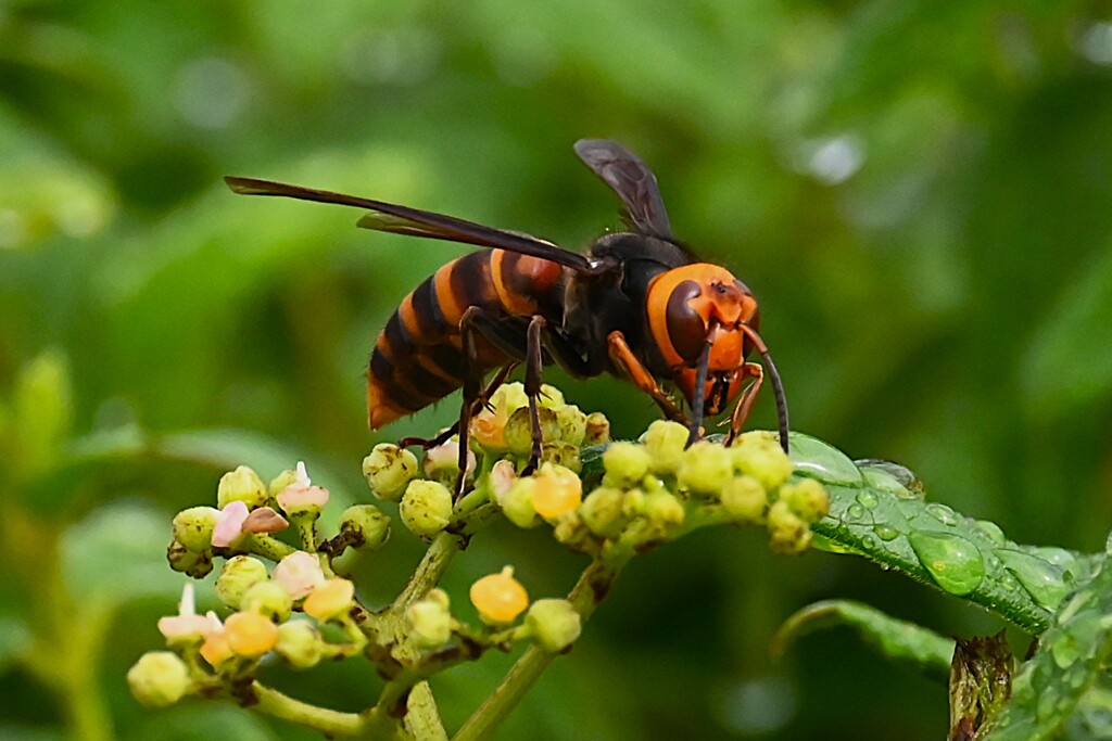 K川下流域・ヤブガラシの蜜を食べるコガタスズメバチ