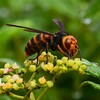 K川下流域・ヤブガラシの蜜を食べるコガタスズメバチ