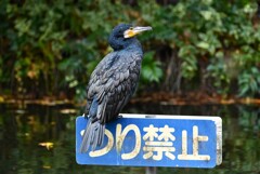 都内公園・カワウ（お気に入りのお立ち台で）