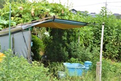 仕事が忙しくて放置された菜園