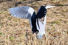 Ｋ川中流域・アオサギ着地成功