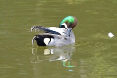3月1日・ヨシガモ羽繕い中
