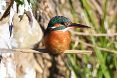 Ｋ川中流域・もう一羽のカワセミ♀ こちらは成鳥