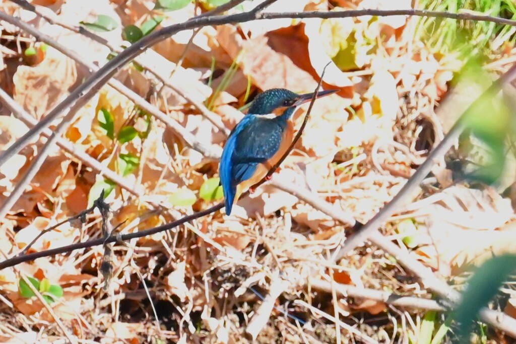 K川・カワセミ♀
