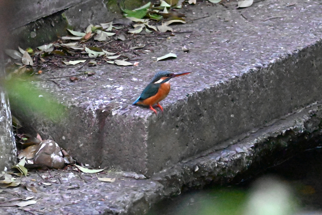 用水路・AM5：07カワセミ♀登場