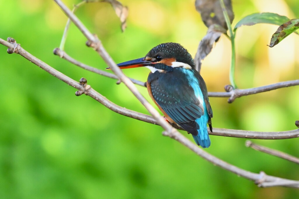 用水路・カワセミ♀若 