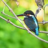 用水路・カワセミ♀若 