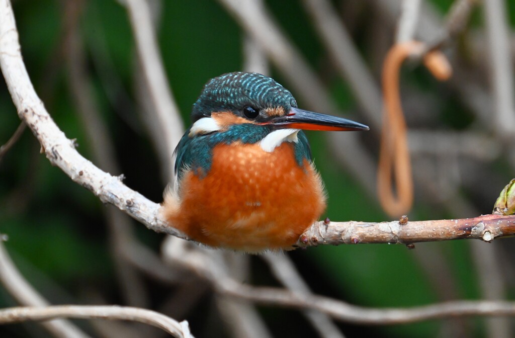用水路・カワセミ♀若 