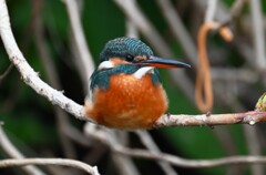 用水路・カワセミ♀若 