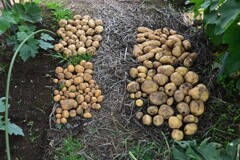 菜園・ジャガイモ収穫