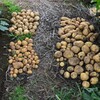 菜園・ジャガイモ収穫