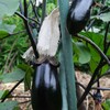 菜園・ナス