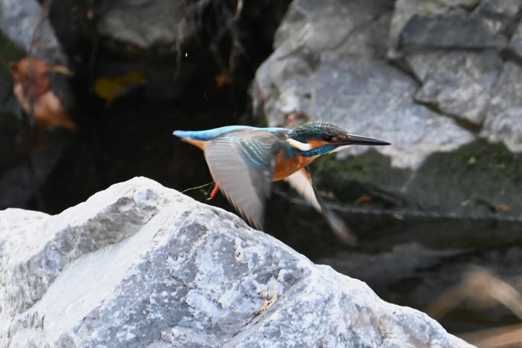 K川・カワセミ♂若飛び出し