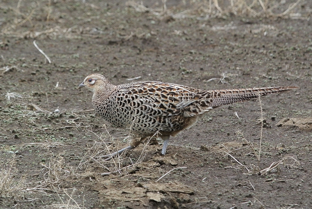 菜園・キジ♀