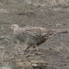 菜園・キジ♀