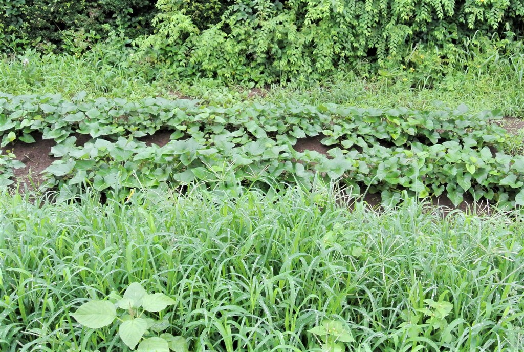 サツマイモと雑草