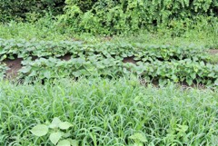 サツマイモと雑草