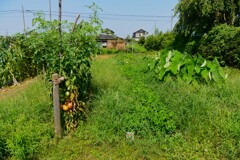 菜園・草に埋もれた作物たち