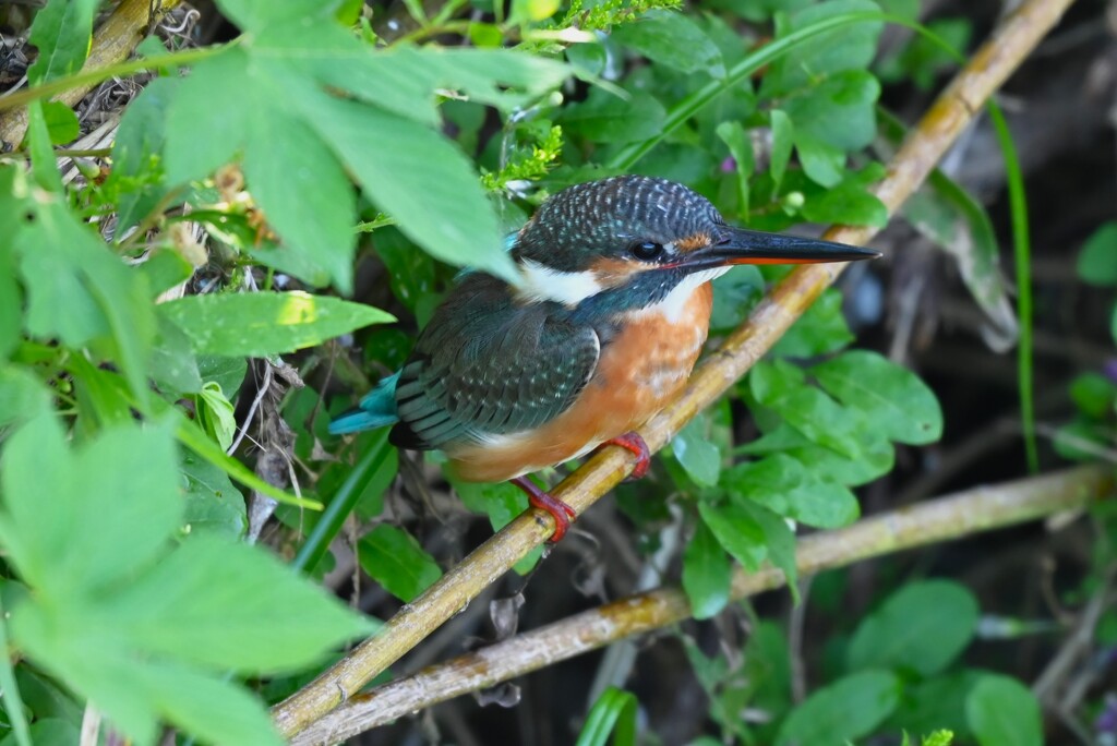 K川下流域・カワセミ♀若鳥