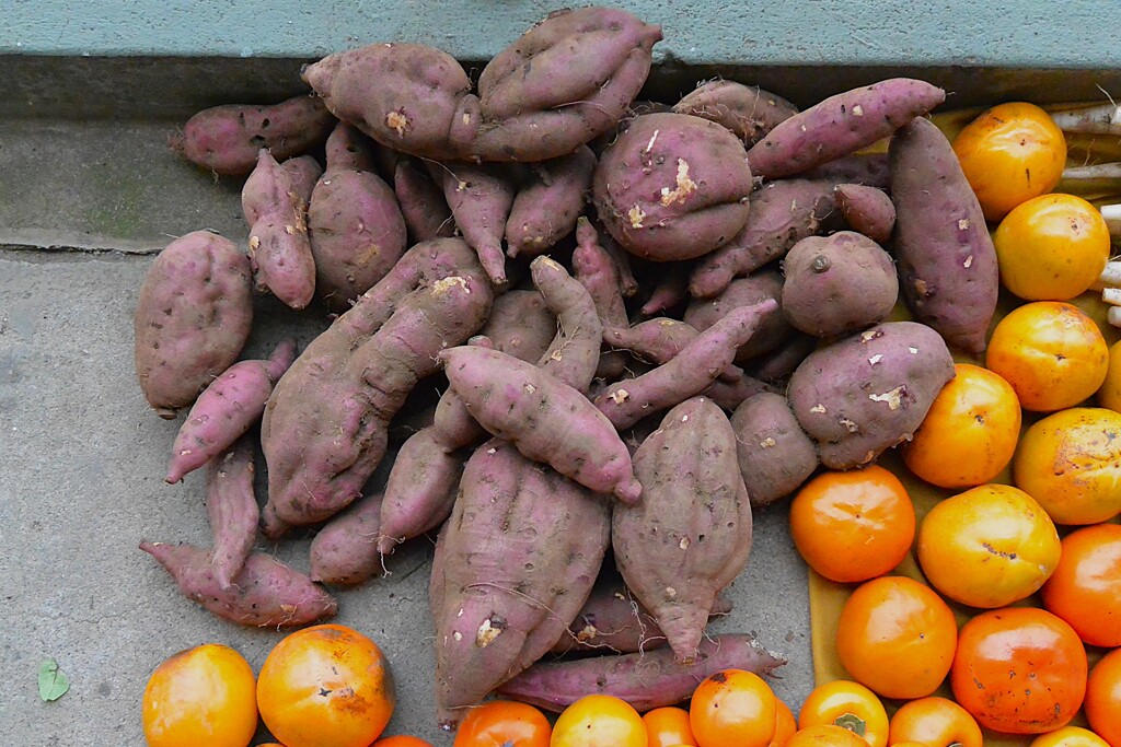 菜園・サツマイモ収穫