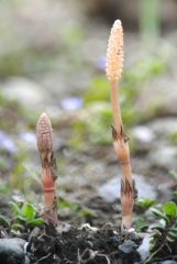 ツクシ・我が家の近所で・・