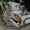 K川・お気に入りの石にスッポン
