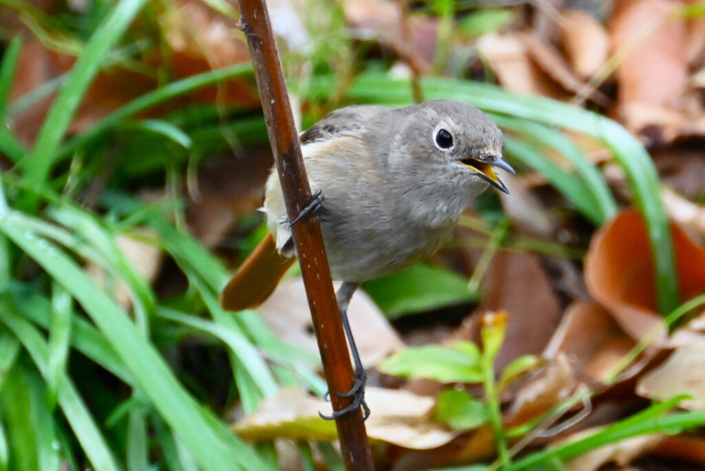用水路・ジョウビタキ♀