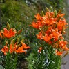 K川・燃えるようなスカシユリ