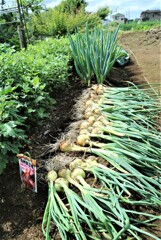 タマネギ全収穫
