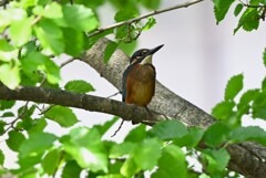 K川・中流域のカワセミ♂幼鳥