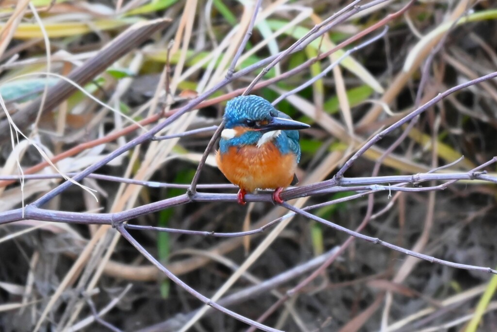 K川中流域・カワセミ♂若