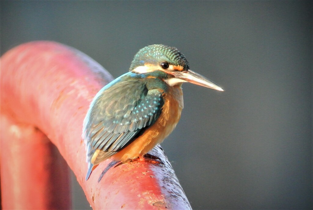 弁天池のカワセミ♀