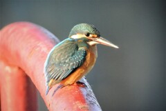 弁天池のカワセミ♀