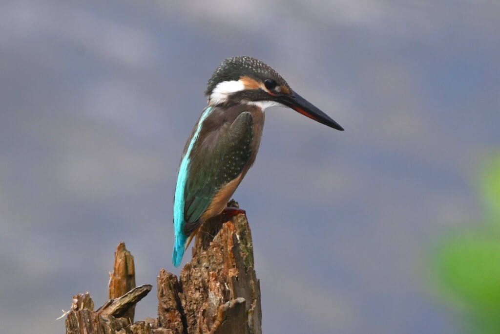 K川下流域・カワセミ♀若鳥 