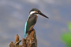 K川下流域・カワセミ♀若鳥 