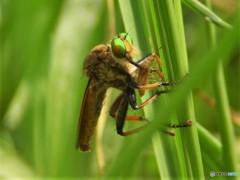 カメムシを吸うアオメアブ