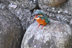 都内公園近くの川・カワセミ♂（ペリット吐き）