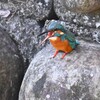 都内公園近くの川・カワセミ♂（ペリット吐き）