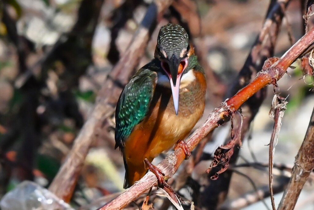 K川中流域・ペリットを吐くカワセミ♂幼鳥