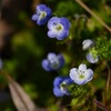 3月9日 (K川・白と紫のオオイヌノフグリ)