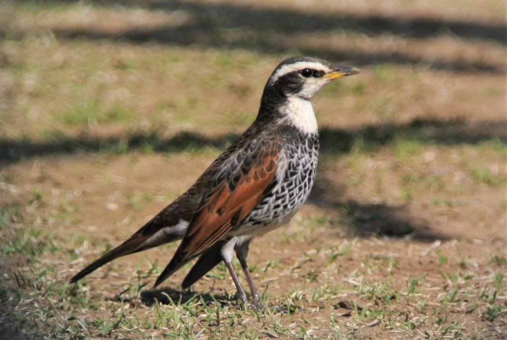 姿勢の良いツグミ