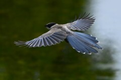K川下流域・オナガ巣立ちびな