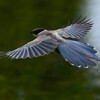 K川下流域・オナガ巣立ちびな