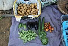 今日の収穫(ジャガイモは一部)