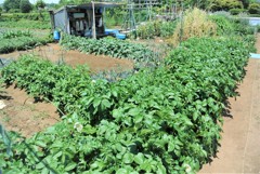 ジャガイモ収穫前間近