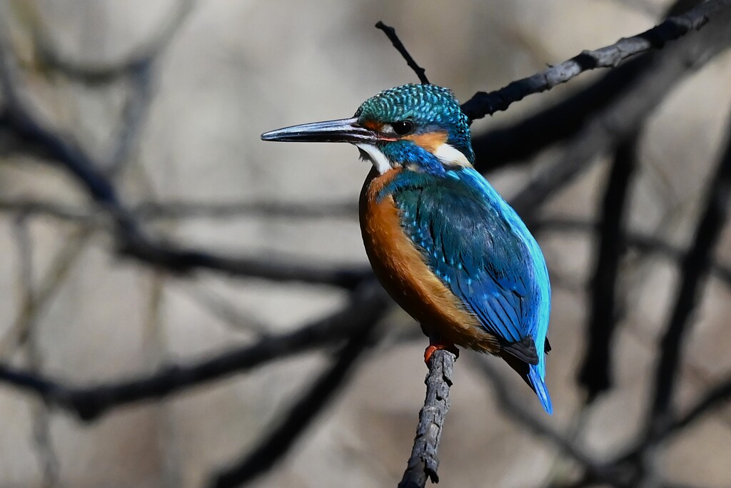 K川中流域・カワセミ♂ 