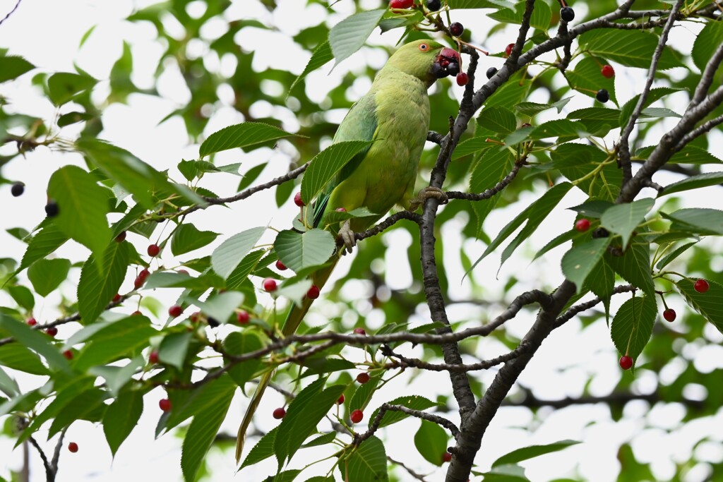 K川沿線・ソメイヨシノの実を食べるワカケホンセイインコ♀ 