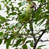 K川沿線・ソメイヨシノの実を食べるワカケホンセイインコ♀ 