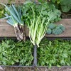 菜園・11月26日全体収穫
